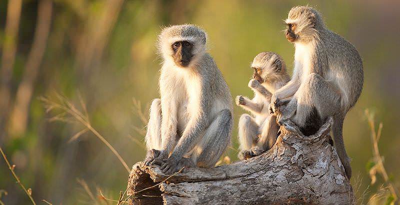 000-vervet-monkey.jpg