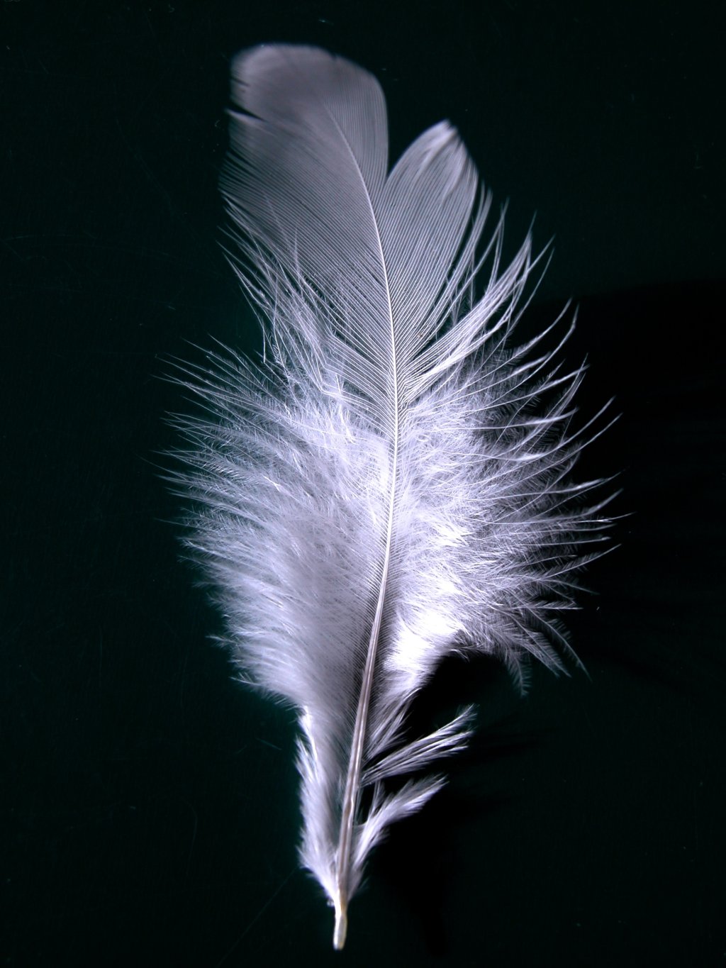 A_single_white_feather_closeup.jpg