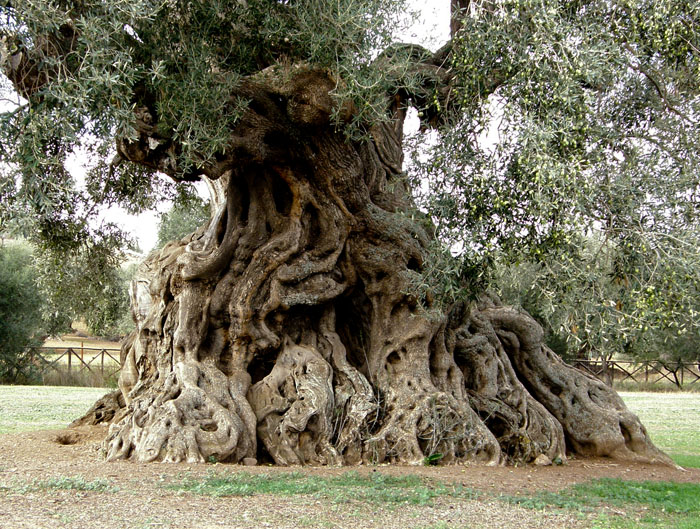 ancient-tree.jpg