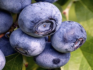 berkeley-blueberry.jpg