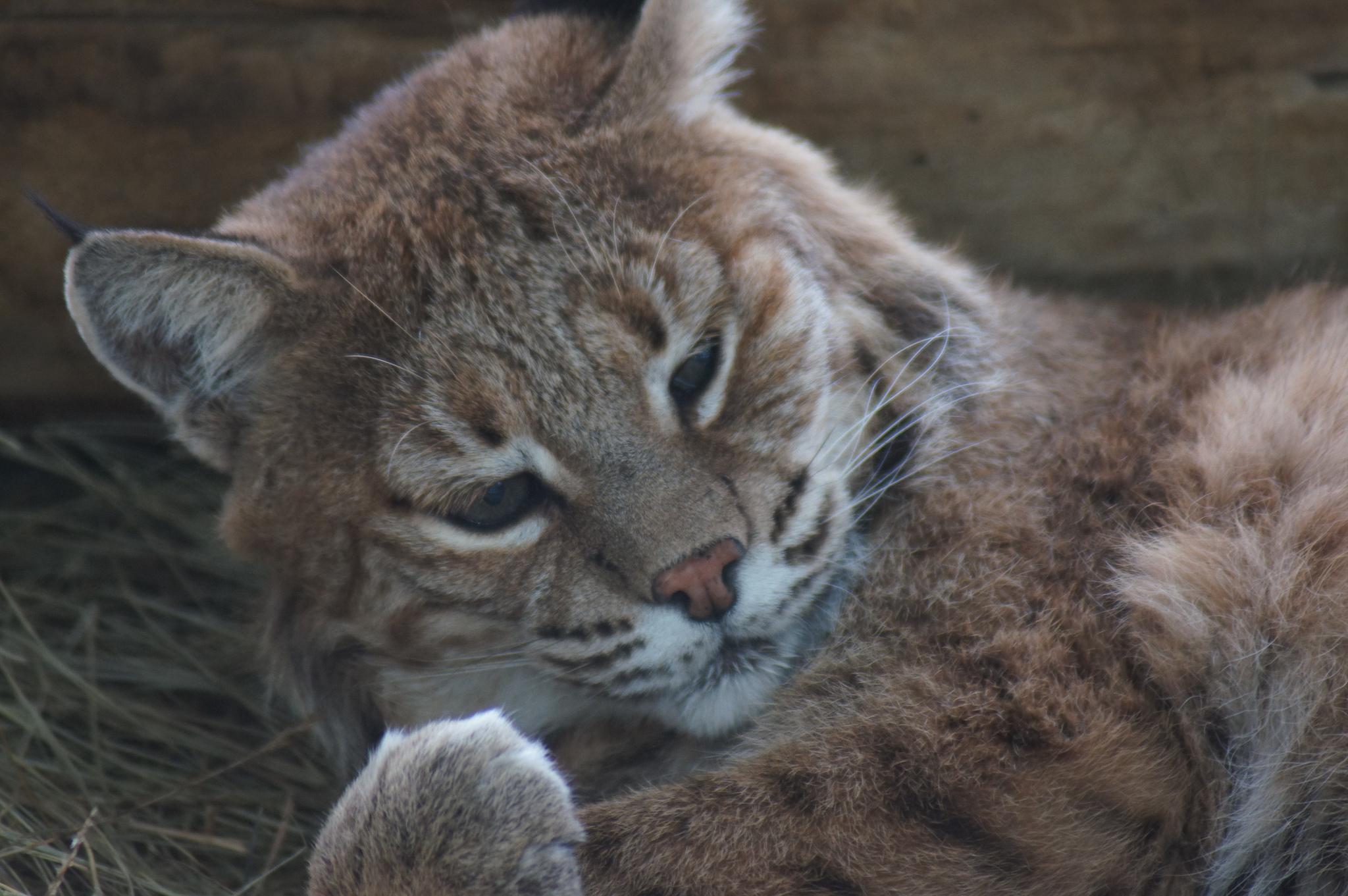 Bobcat Use This One.jpg