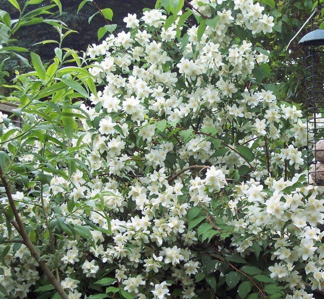 Capture mock orange.JPG