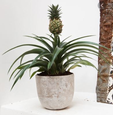 Capture pineapple in pot.JPG