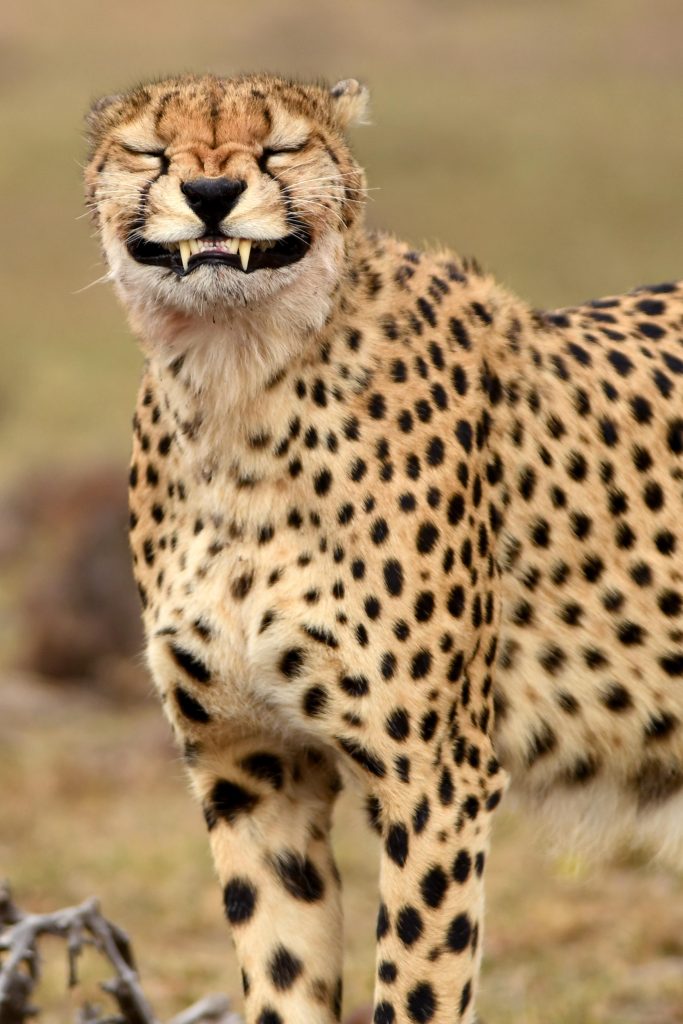 Cheetah.jpg