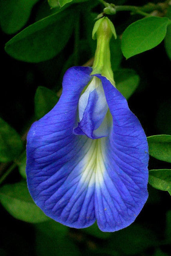 Clitoria.jpg