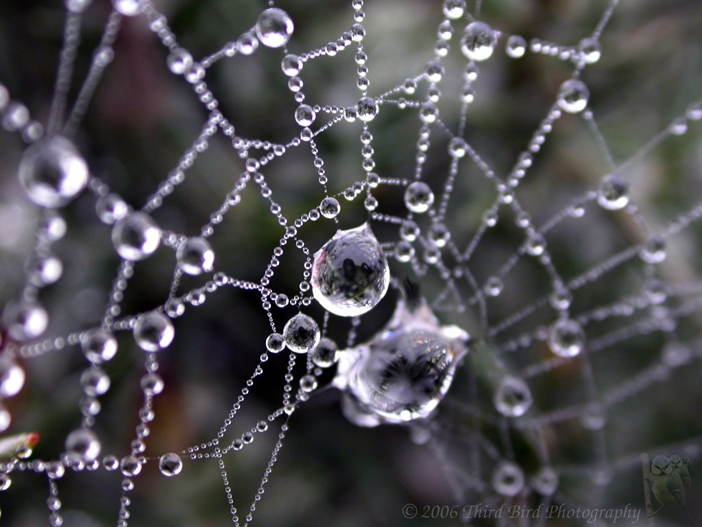 cobweb-3-770364.jpg