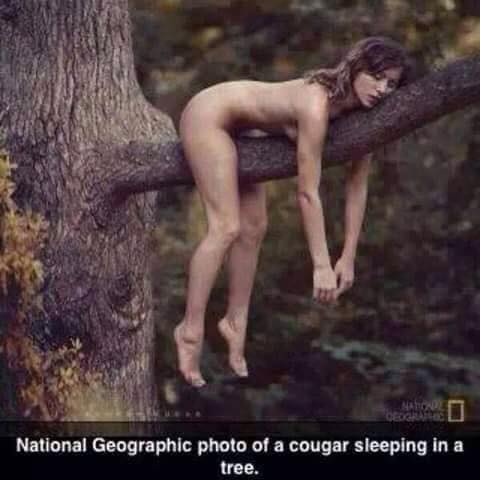 cougar.jpg