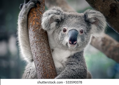 cute-koala-260nw-533590378.jpg