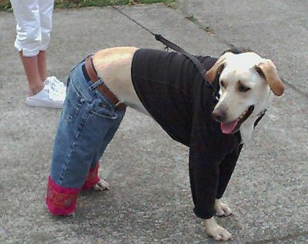 dog%20pants.jpg