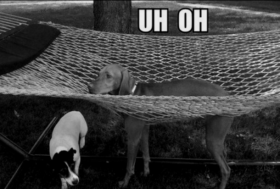 dog-hammock-uh-oh.jpg