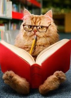 ee3508d5bf9727d7ccd7b4e978436d20--reading-books-kitty-cats.jpg