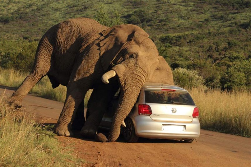 elephant-against-car-.jpg