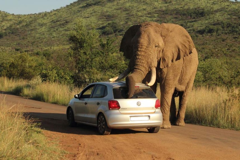 elephant-sniffing-car.jpg