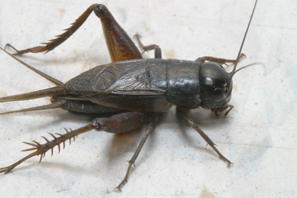 field-cricket.jpg