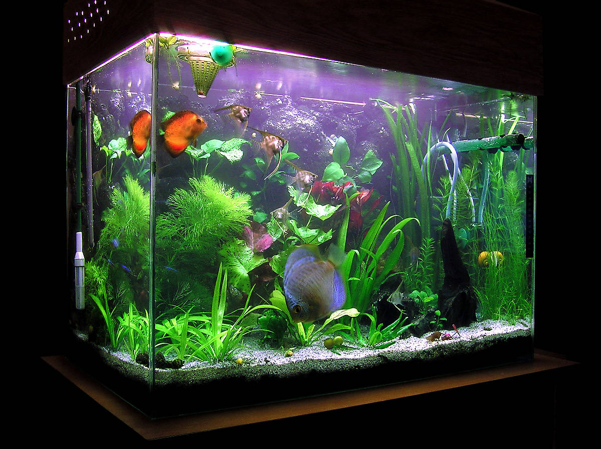 fish-tanks-plants-2.jpg