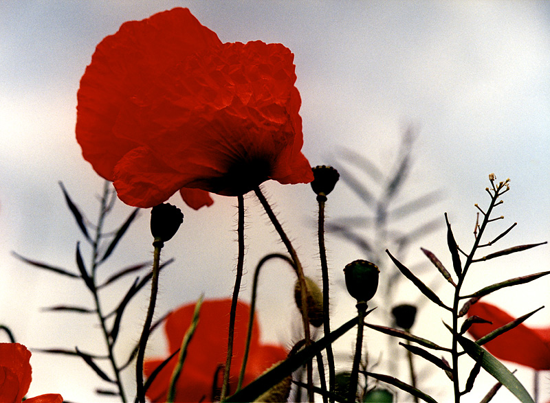 Flanders Poppy.jpg