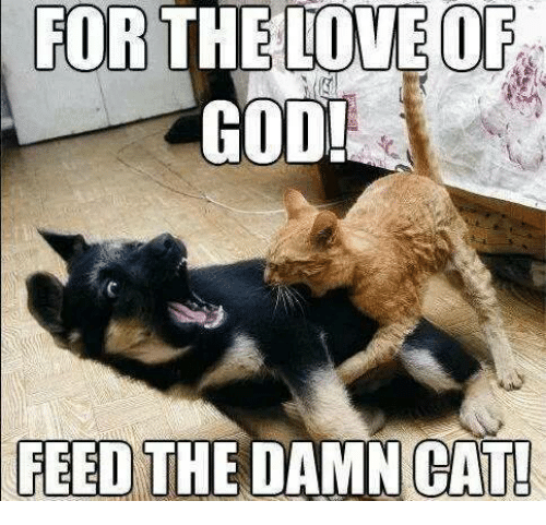 for-the-love-of-god-feed-the-damn-cat-2446961.png