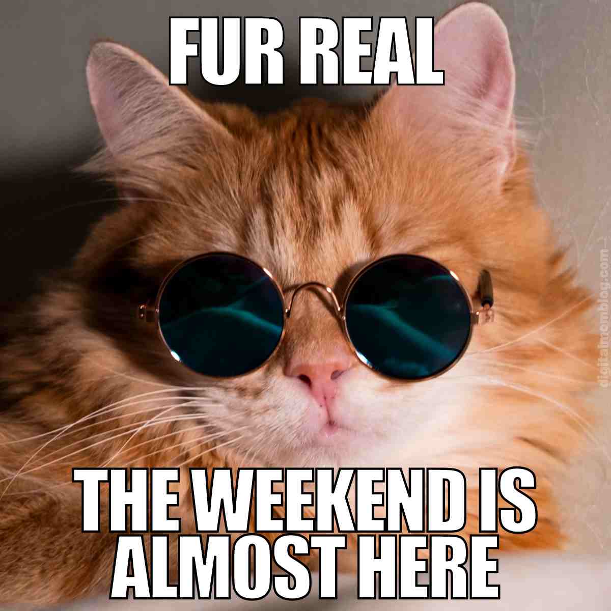 friday-cat-meme.jpeg