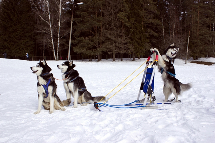 Funny-dogs-with-thei-sled.jpg