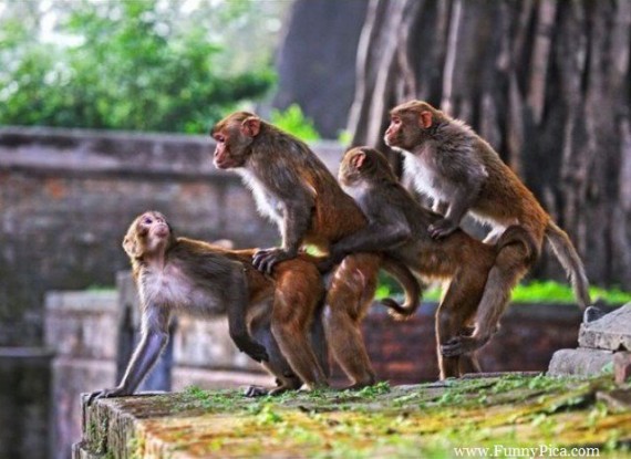 Funny-Monkeys-Funny-Monkey-Picture-029-FunnyPica.com_-570x415.jpg