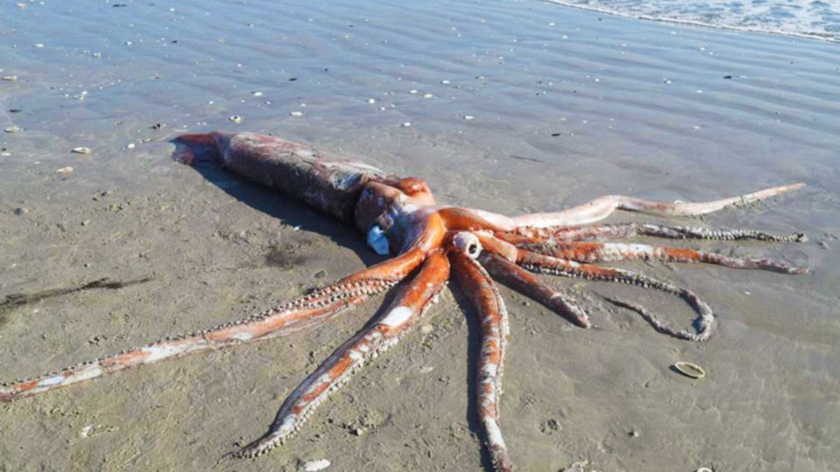 giant-squid-south-africa-0621201.jpg