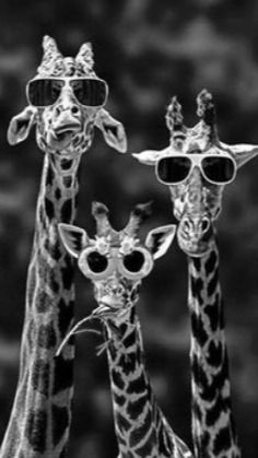 Giraffes Sunglasses.jpg