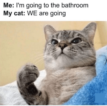 going-bathroom-my-cat-are-going-myn.png