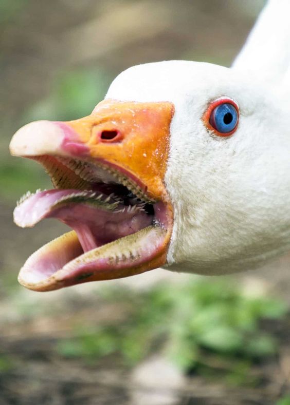 Goose.jpg