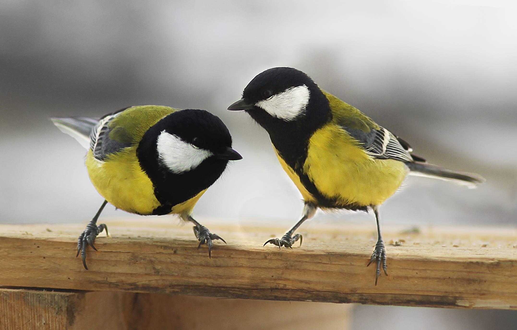 Here's a pair of GREAT TITS.