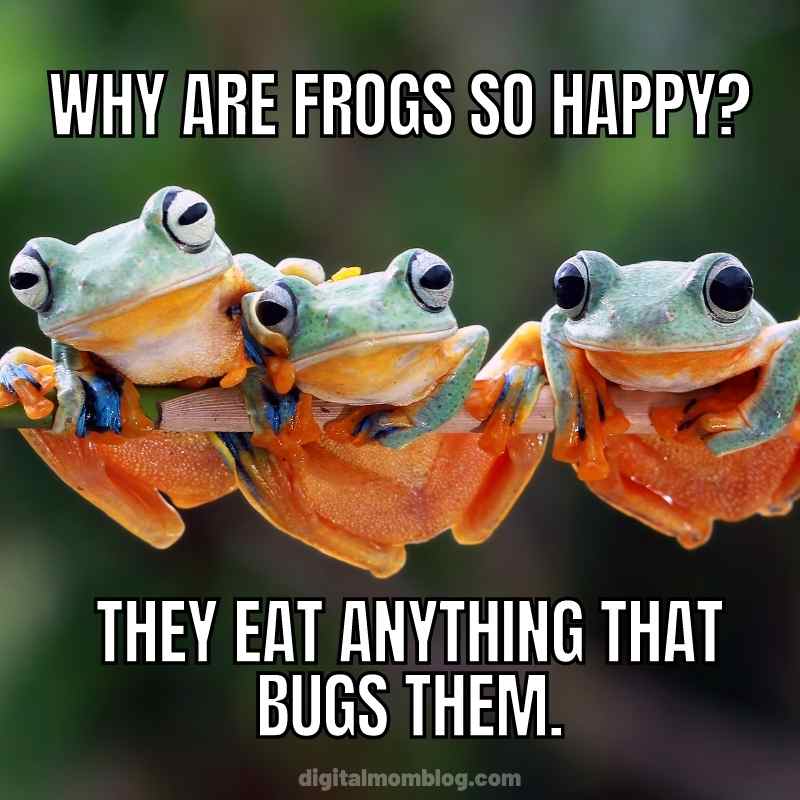 happy-frog-meme.jpg