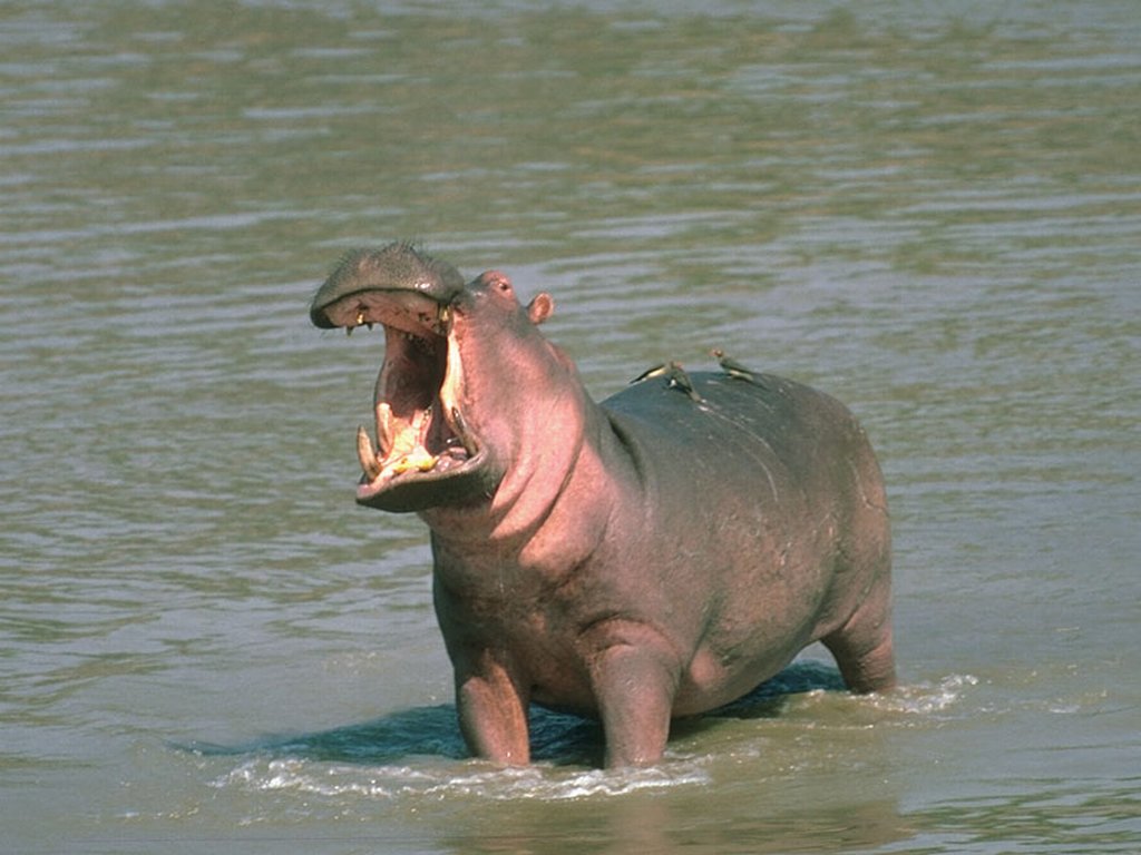 Hippopotamus 3[1].jpg