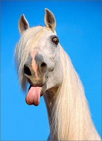 Horse Tongue.jpg