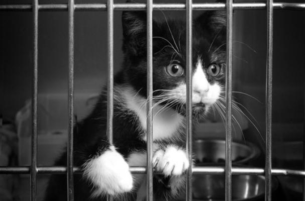 jail-kitty.jpg