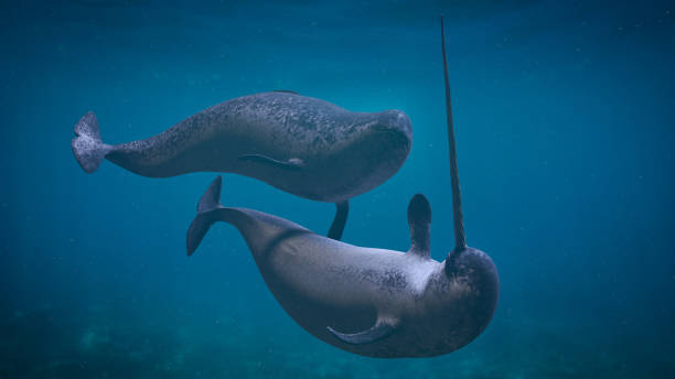 narwhal-couple-two-monodon-monoceros-playing-in-the-ocean.jpg