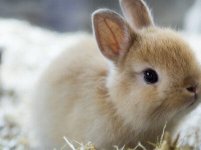 Netherland Dwarf Rabbit.jpg