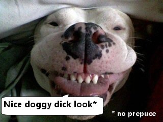 nice_doggy_dick_look.jpg