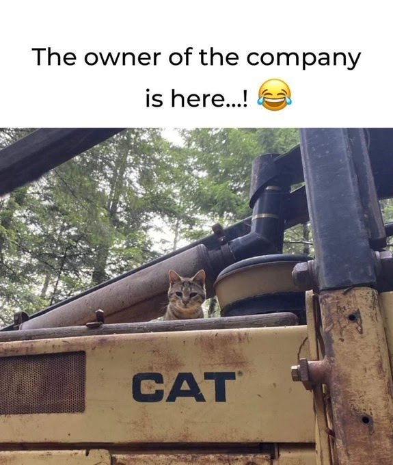 owner-company-is-here-cat-jpeg.6311967