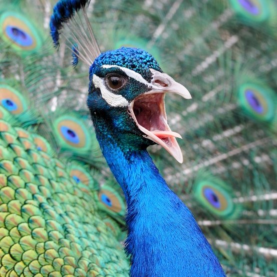 Peacocks.jpeg