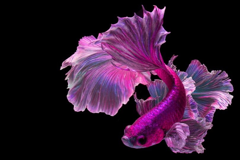 Pink-betta-fish_BannokStockPhoto_shutterstock.jpg