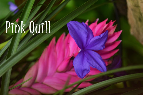 pink-quill-flowering.jpg