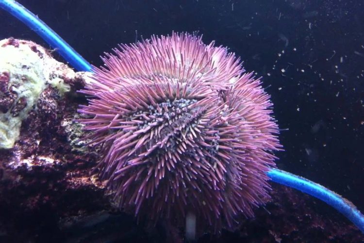 pink-urchin-e1552179254304.jpg