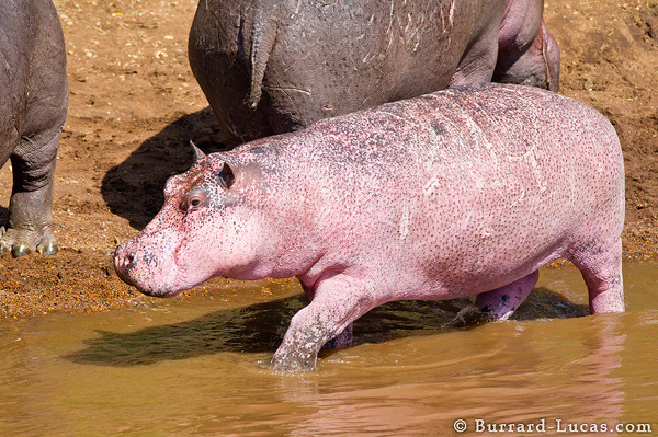 pink_hippopotamus1.jpg