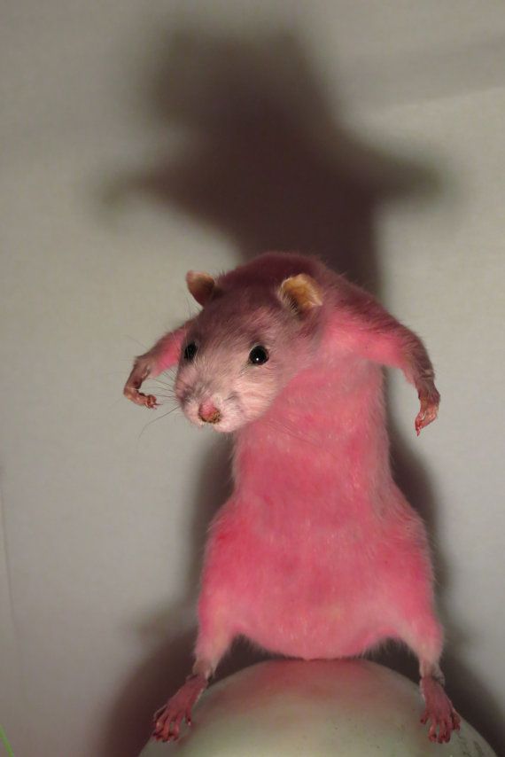 rat.jpg