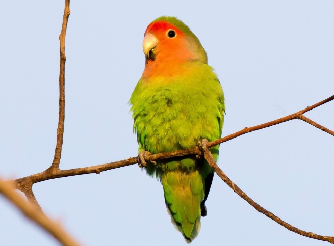 Rosy-Faced Lovebird.jpg