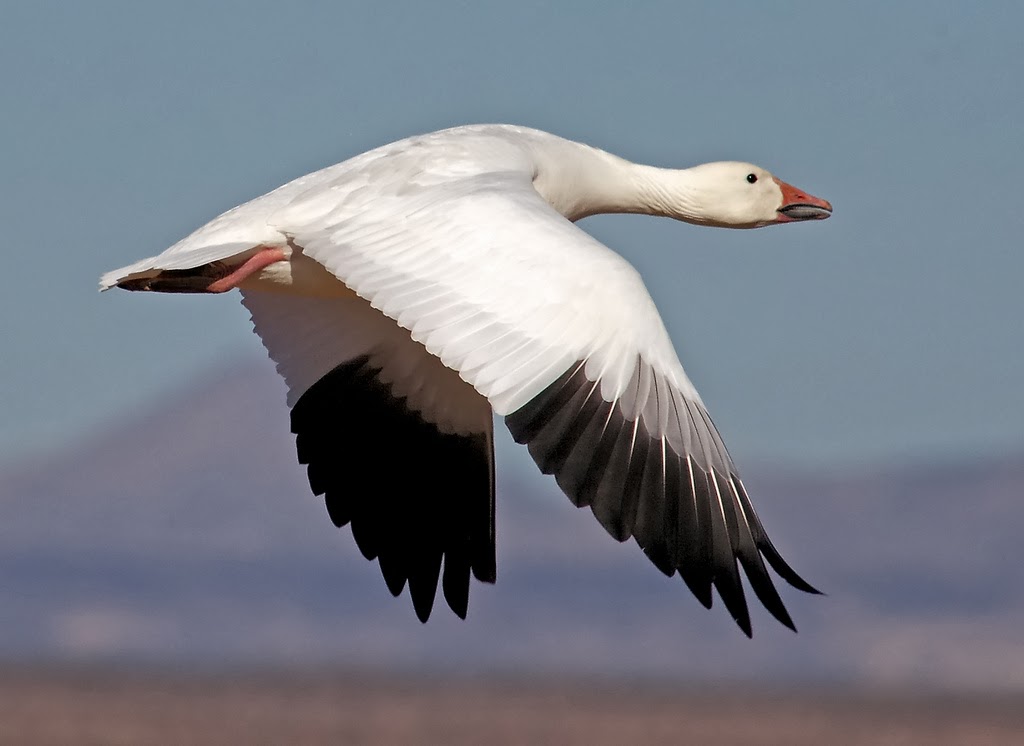 Snow Goose.jpg