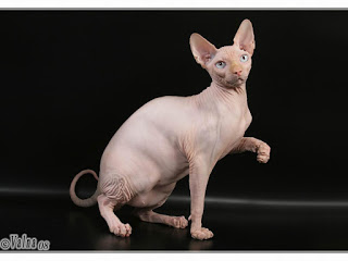 sphynx+cat+wallpapers+10.jpg