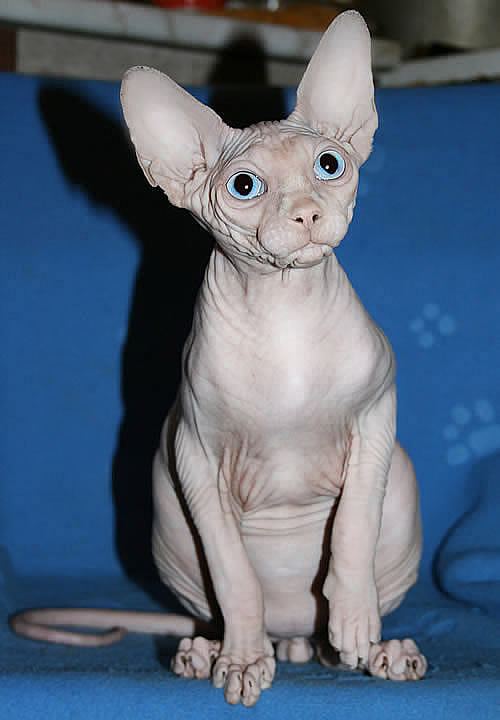 sphynx_cat_dallas14.jpg