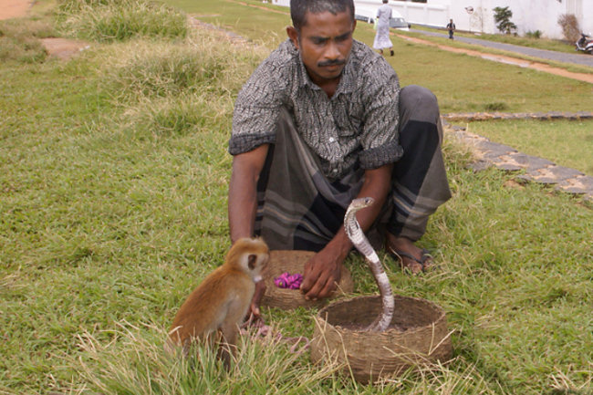 sri-lanka-galle-snake-charmers.jpg