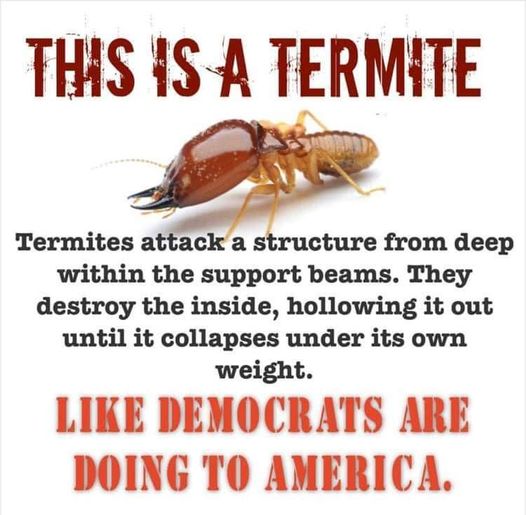 termite.jpg