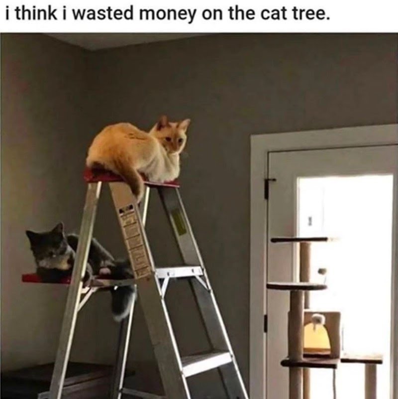 think-wasted-money-on-cat-tree-jpeg.6112296